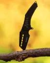 Navaja Camping Pesca Táctica Supervivencia Cuchillo Negro "Slicer"